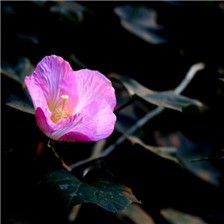 溪边生长的异木棉花图片欣赏